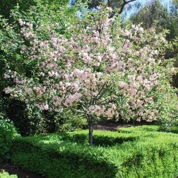 Malus ioensis ‘Plena’ commonly known as Bechtel's Flowering Crabapple