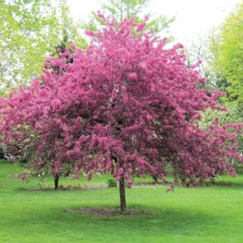 Malus ioensis ‘Rubra’ known as Red Flowering Crabapple