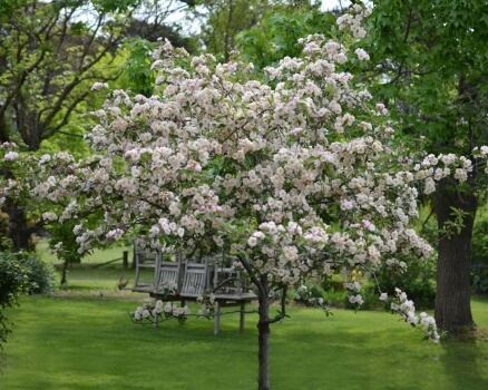 Malus spectabilis ‘Plena’ known as Chinese Crabapple