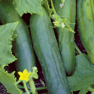 Marketmore 76 Cucumber has a huge advantage of being really easy to fruit