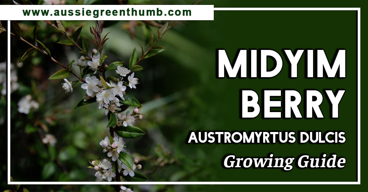 Midyim Berry – Austromyrtus Dulcis Growing Guide