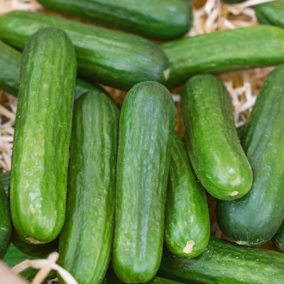 Muncher Cucumber is wonderful for pickling but best just thrown in your mouth straight off the vine