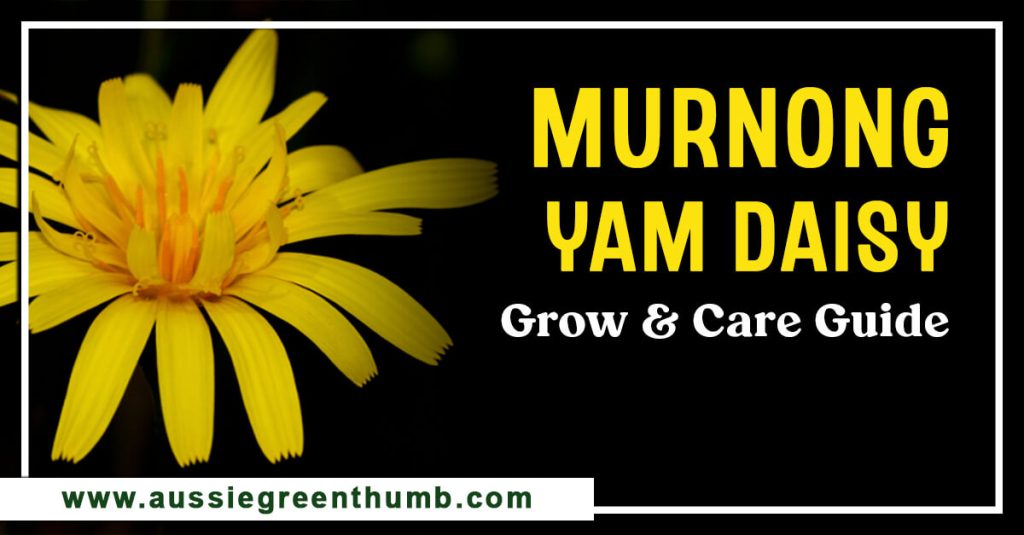 Murnong Yam Daisy Grow and Care Guide