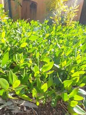 Myoporum insulare 'Prostrate' commonly known as Prostrate Boobialla