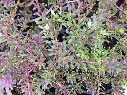 Myoporum parvifolium 'Purpurea'
