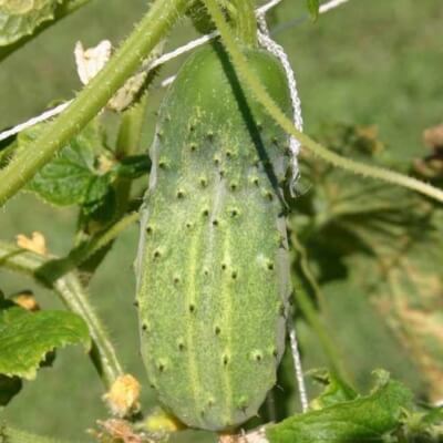 National Pickling Cucumbers are often described as multi-use fruits, perfect for slicing and pickling