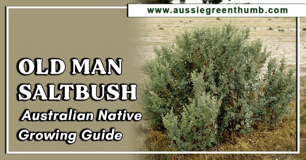 Old Man Saltbush Australian Native Growing Guide