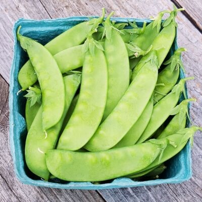 Oregon Sugar Pod Snow Peas are easy to grow in Australia all year round and can be eaten as young pods or plump pods later on