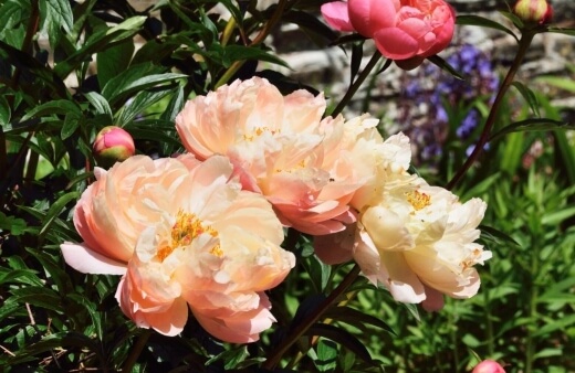 Paeonia ‘Coral Charm’