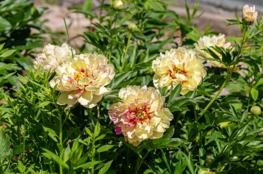 Paeonia ‘Lollipop’