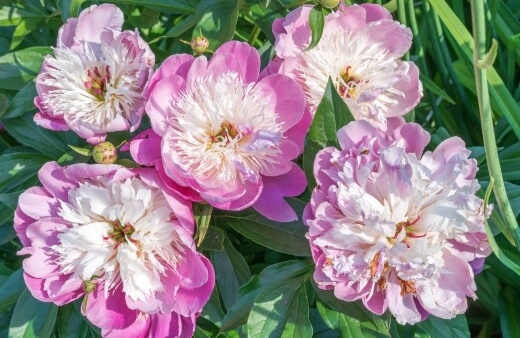 Paeonia lactiflora 'Bowl of Beauty' have a beautiful double-layered flower with a vivid pink that acts as a base to a plume of white central petals
