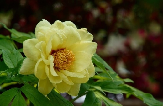 Paeonia suffruticosa 'Kinshi' is one of the most old-fashioned tree peonies is the Japanese variety