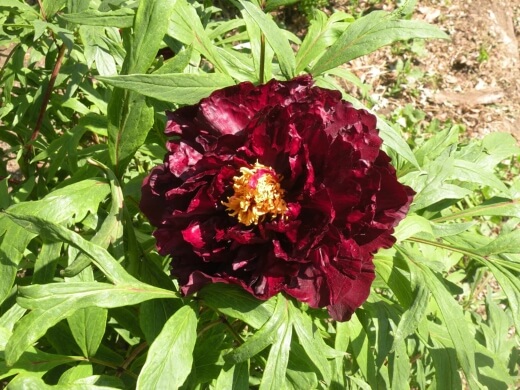 Paeonis ‘Black Panther’ has a deep, chocolatey red, coupled with a bright yellow centre