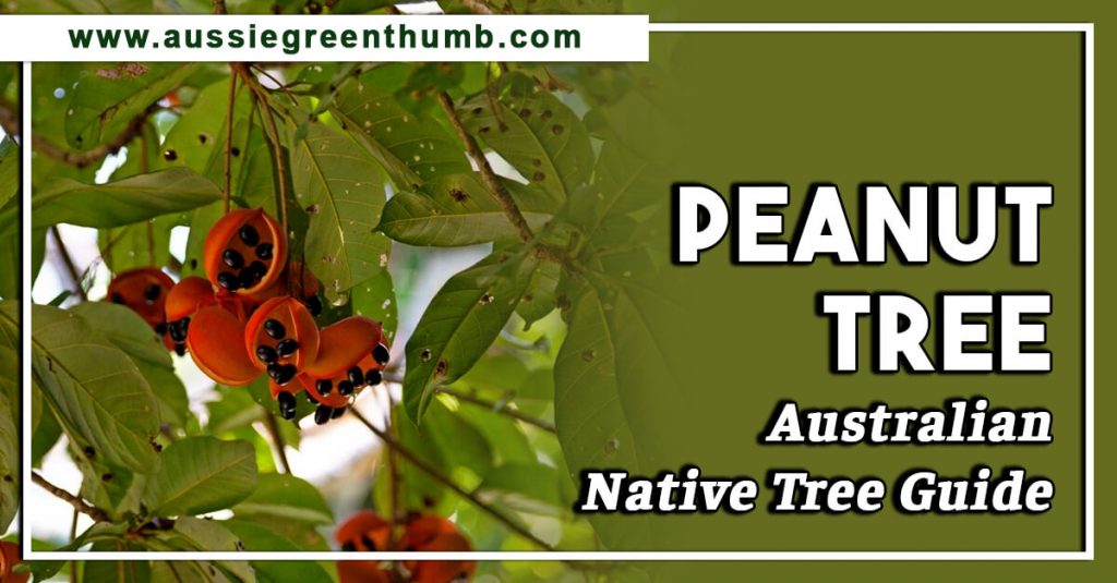 Peanut Tree Australian Native Tree Guide