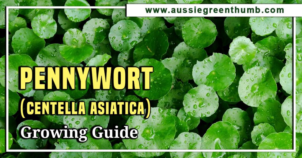 Pennywort (Centella Asiatica) Growing Guide