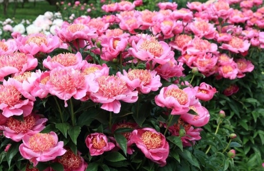 Peonies are herbaceous or shrubby perennial plants and are hardy in most climates