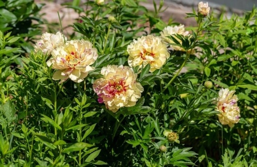 Peonies are one of the oldest recorded garden plants