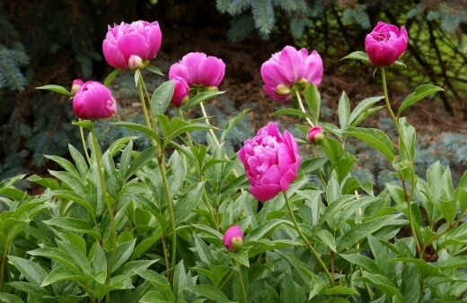 Peony Diseases to Look Out For