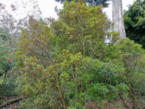 Tasmanian Pepperberry Tree – How To Grow Guide