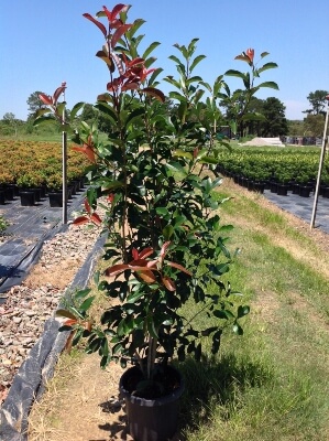 Photinia ‘Robusta’