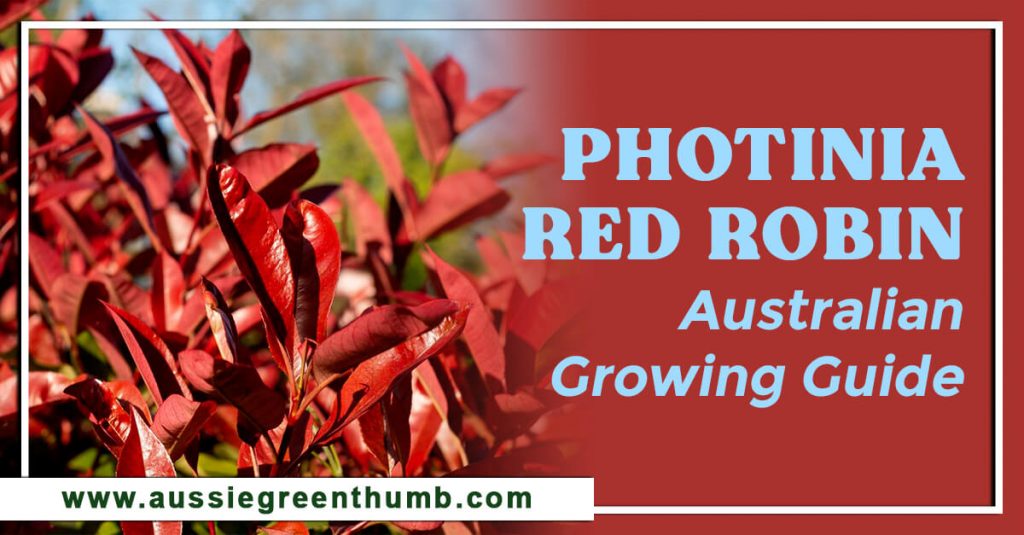 Photinia Red Robin Australian Growing Guide