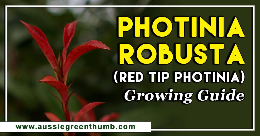 Photinia Robusta (Red Tip Photinia) Growing Guide