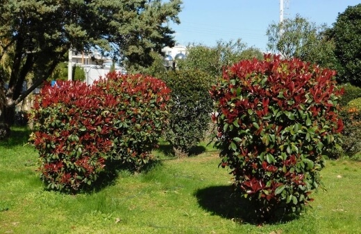 Photinia Robusta commonly known as Red tip photinia and Christmas berry.