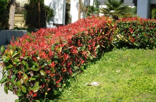 Photinia x Fraseri Red Robin or commonly known as Photinia Red Robin