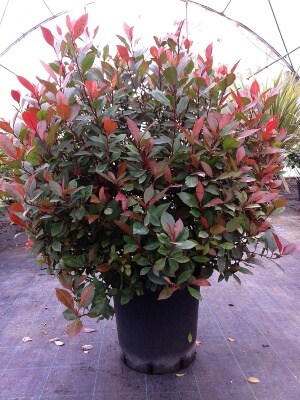 Photinia ‘Little Red Robin’ is perfect for hedging at a 1-metre height