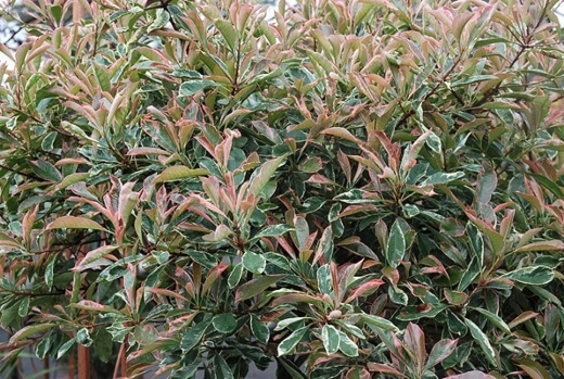 Photinia ‘Pink Marble’ features even more colourful new growth that is borne in shades of blushing pink