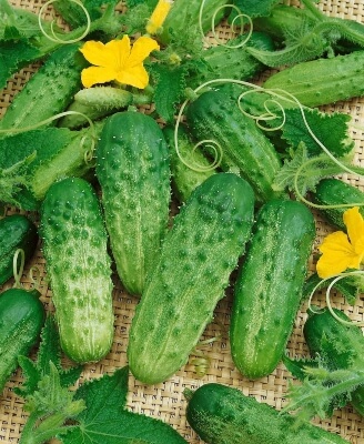 Pick a Bushel Cucumber is a ‘semi-bush’ cucumber,
