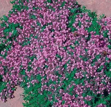 Pink Chintz thyme is a beautiful low-growing, matt-forming thyme, with pink flowers that turn purple in their centre