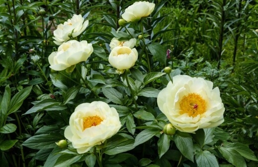 Propagating Herbaceous Peonies