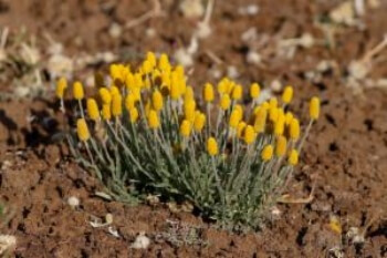 Pycnosorus melleus commonly known as round billy buttons