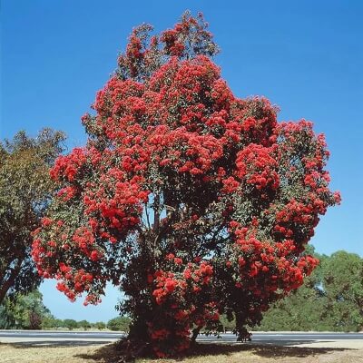 Red Flowering Gum Tree
