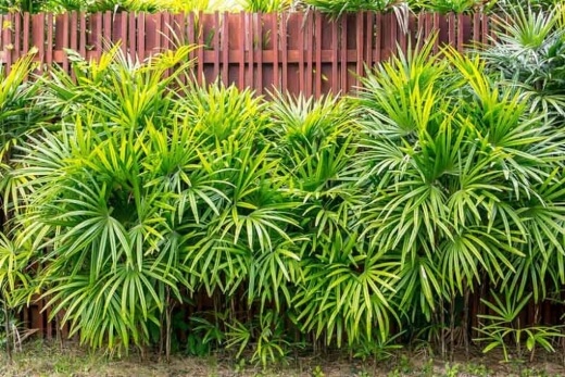 Rhapis Excelsa commonly known as Rhapis palm or Lady palm