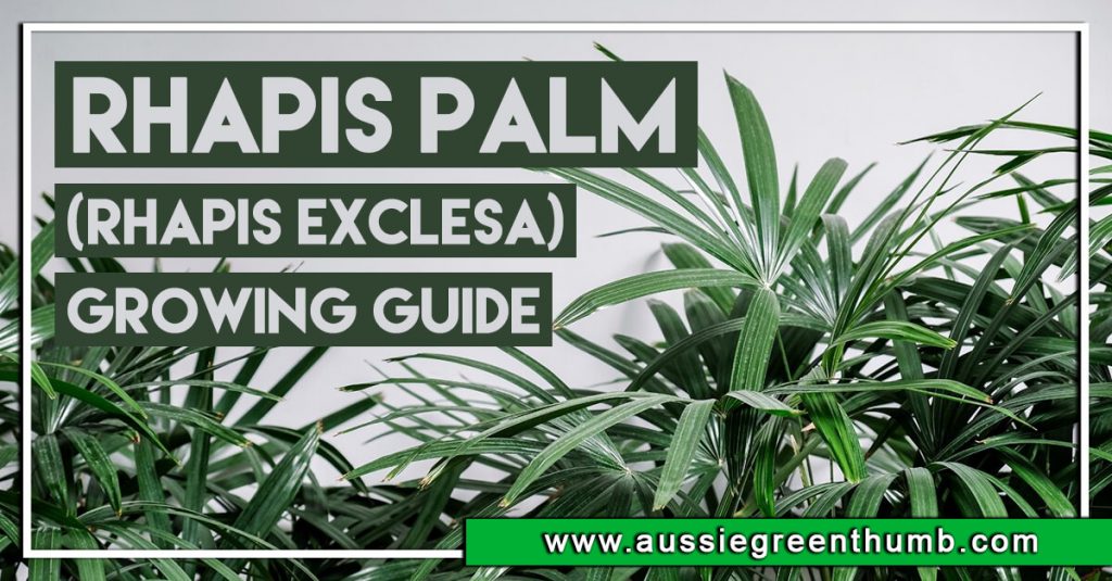 Rhapis Palm (Rhapis Excelsa) Growing Guide