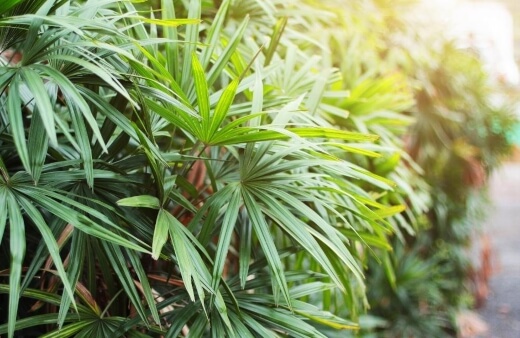 Rhapis palm is a popular house plant but grows best outdoors in Australia