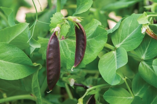 Royal Snow Pea are super easy to grow in containers all year round
