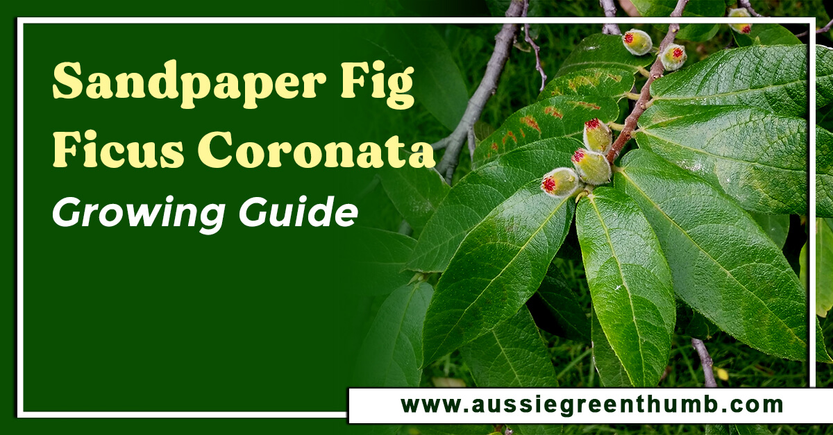 Sandpaper Fig – Ficus Coronata Growing Guide