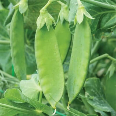 Snow Wind Pea is an F1 Hybrid with excellent disease resistance