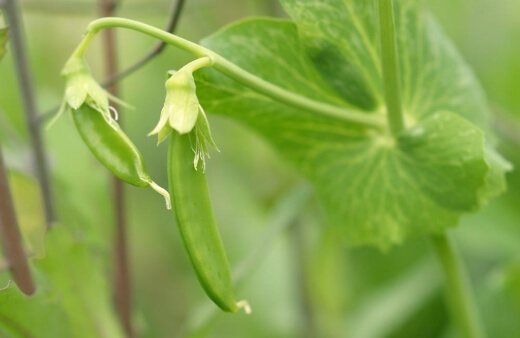 Snow peas are easy crops to grow