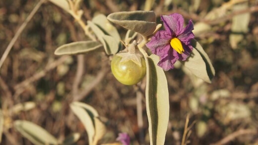 Solanum Centrale commonly known as Desert Raisin, or Kutjera plant