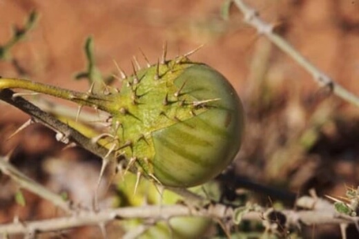 Solanum Diversiflorum known as Karlumbu