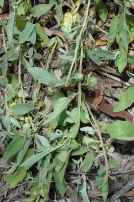 Solanum ellipticum known as Potato bush