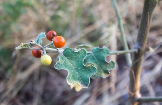 Solanum laciniatum has a much more delicate growth habit than most bush tomatoes