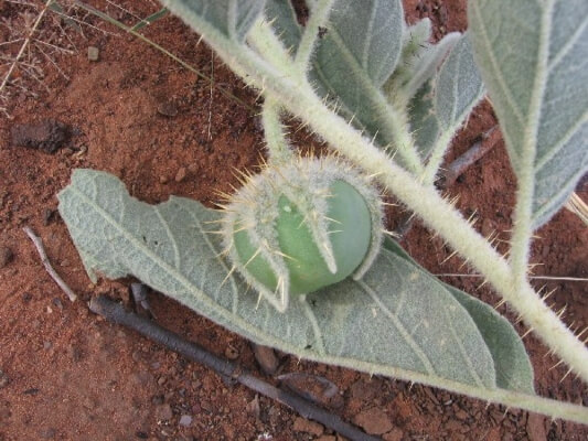 Solanum phlomoides are found all over the North West coast of Australia