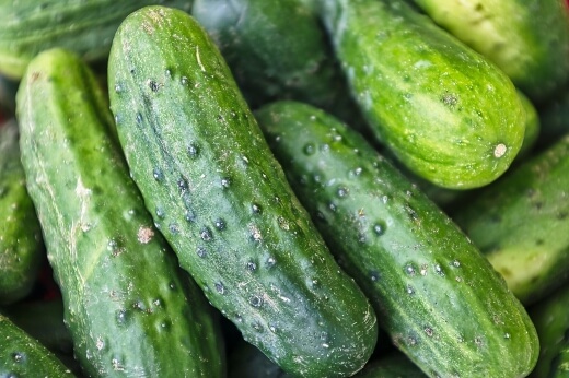 Spacemaster Cucumber is perfect for small gardens and great for growing in pots