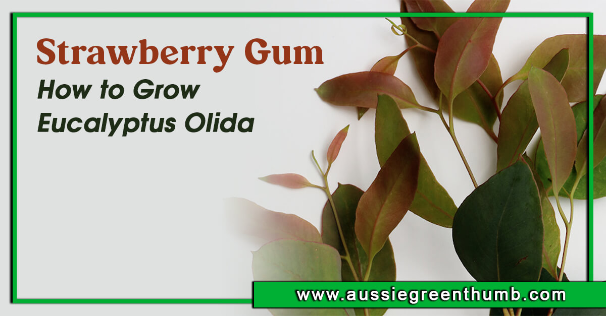 Strawberry Gum – How to Grow Eucalyptus Olida