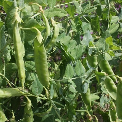 Sweet Horizon Snow Pea are thicker than most snow peas